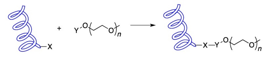 protein-pegylation