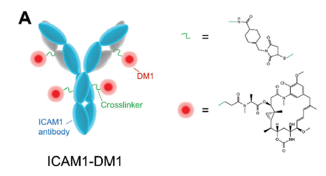 DM1-ICAM1 antibody-drug conjugates