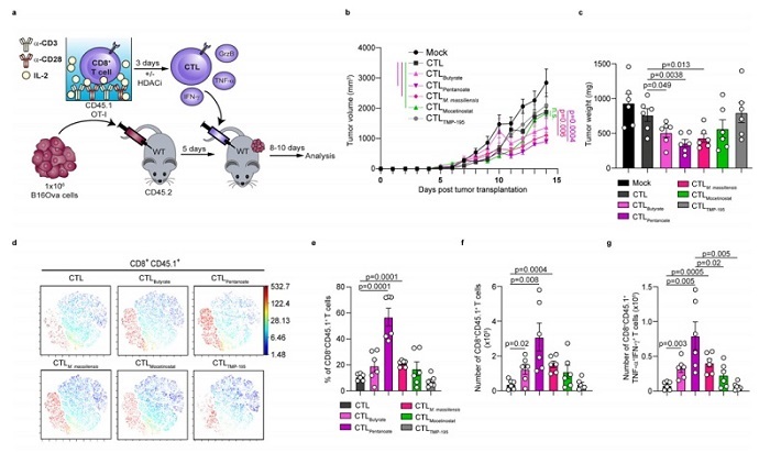 CD8-T-Cell