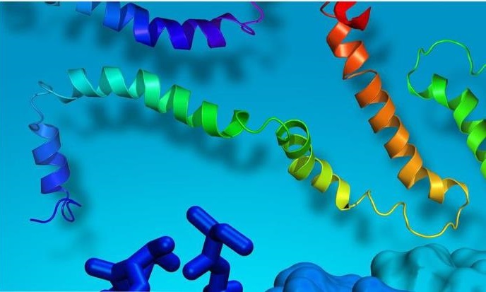 protein and peptide