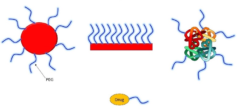 pegylation