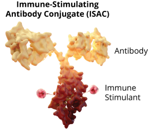 immune-stimulating antibody conjugate