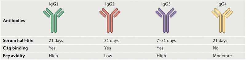 antibody