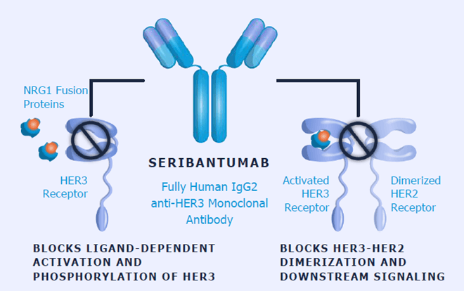 Seribantumab