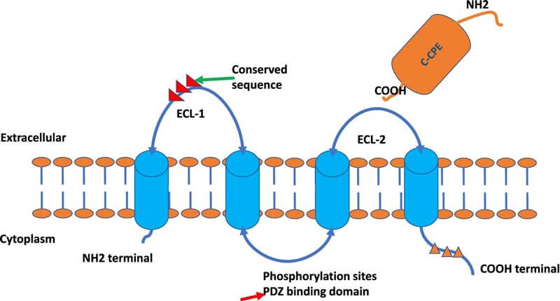Claudin-protein-structures