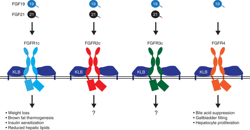 FGF19-and-FGF21-receptor-specificity-and-function