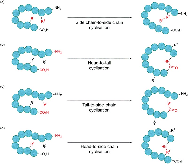 Schematic illustration of cyclisation modes