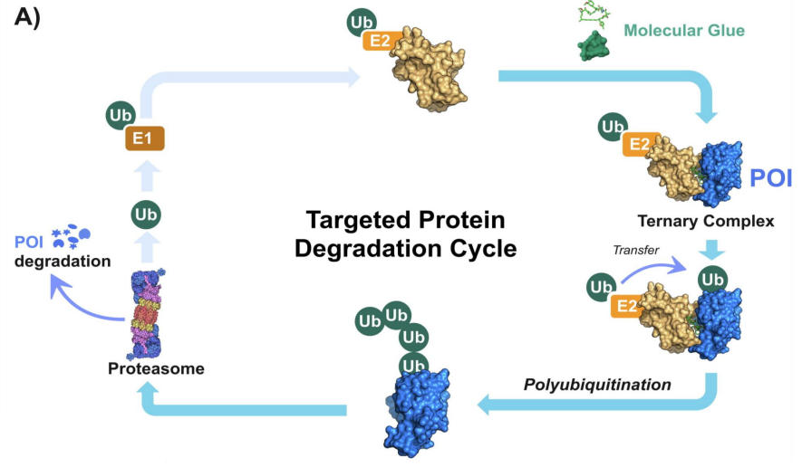 molecular-glues