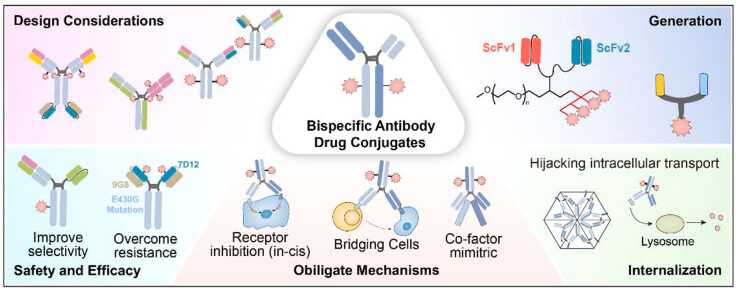 Bispecific-ADC